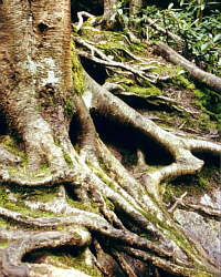 Erosión biológica