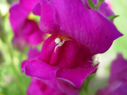 flowers 165