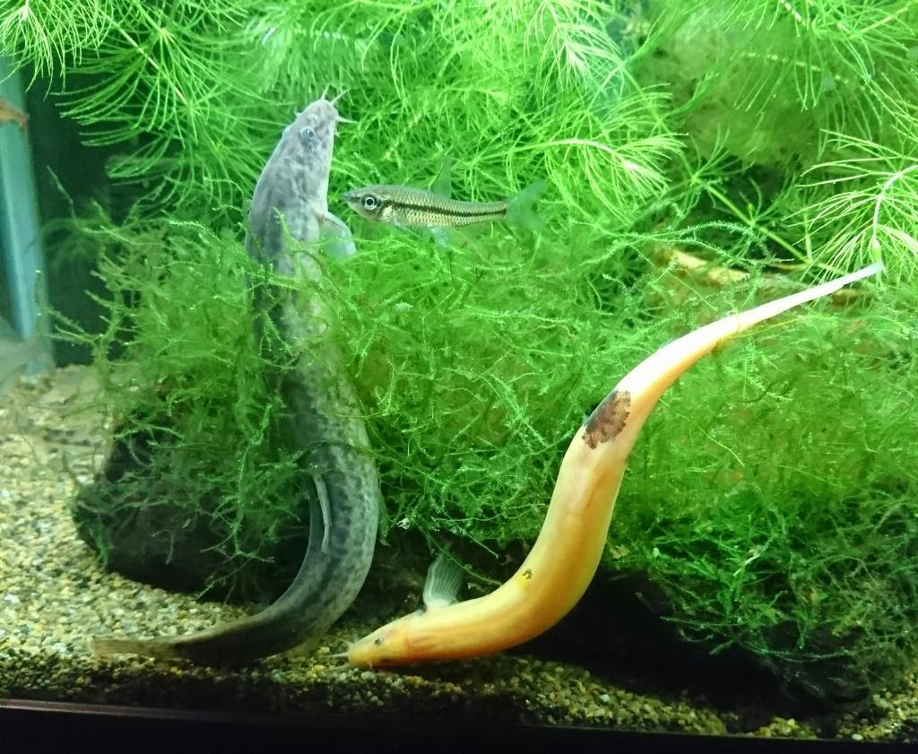 ドジョウあるある 立ち寝 アクアルバム