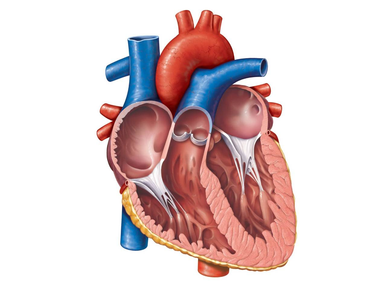 Free Unlabelled Diagram Of The Heart, Download Free ...