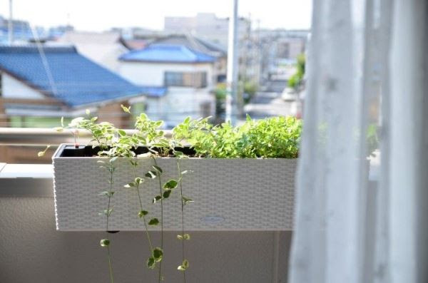 ベランダガーデニング ハンギングプランターの正しい利用方法 インテリアブック