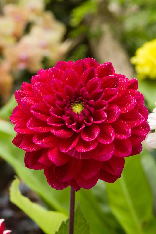 Flower Show Theme Flower The Dahlia To Boost Colour In Victoria Park From March 16 With Photos