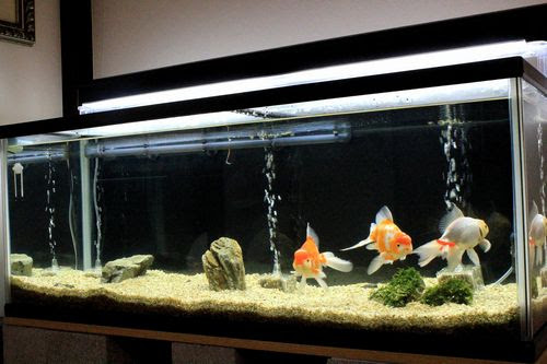 オランダ獅子頭の飼育方法 繁殖から稚魚の育て方まで Eizan S Pet Life