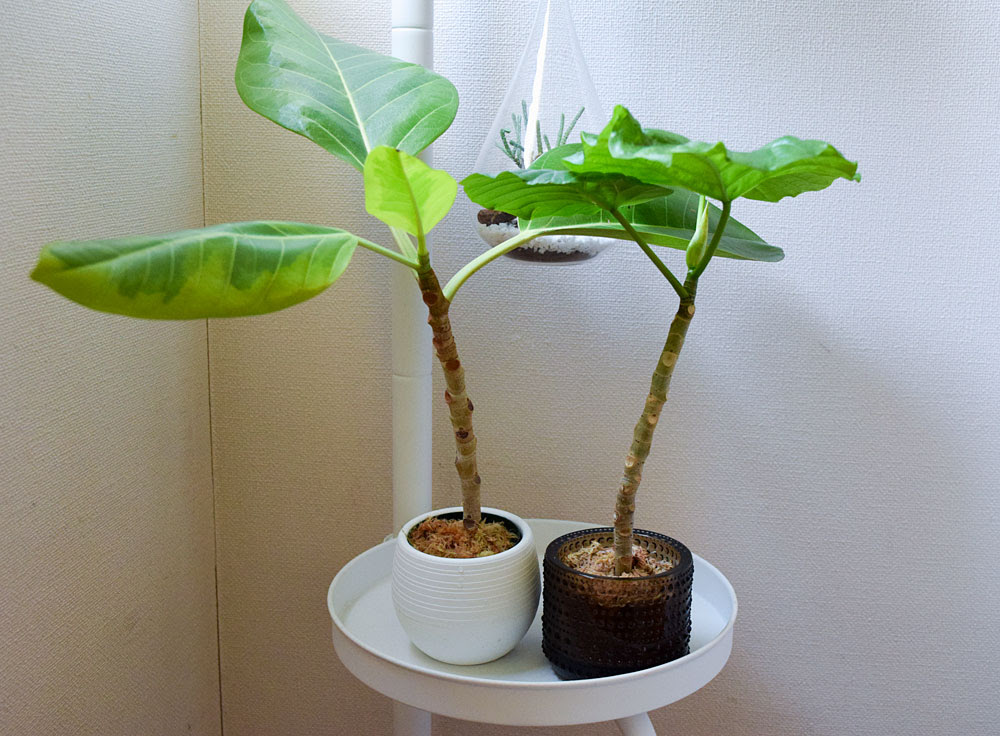 フィカス アルテシーマの挿し木と水苔のコト Kobiのシークレットガーデン 観葉植物 多肉植物の育て方