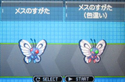 テトのひだまり日記 色違いバタフリー