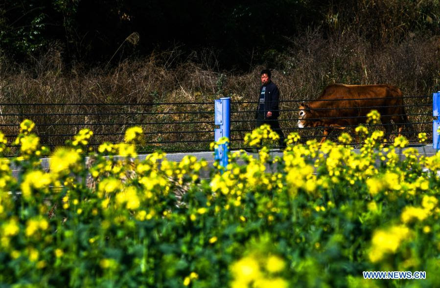 Villagers In Guizhou Busy With Farm Work In Early Spring Xinhua English News Cn