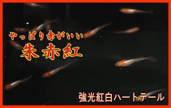 メダカ販売 メダカ通販 趣味のめだか おおさと
