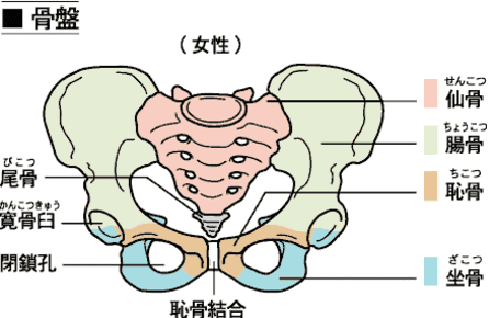 妊娠中に起こるよくある症状
