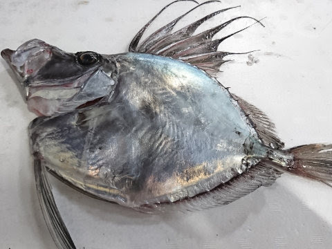 青森魚類 株式会社