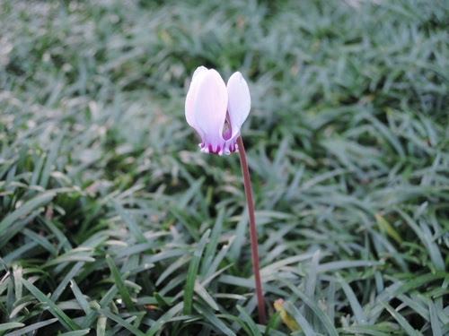 玉竜のなかにシクラメンの花 あんこは粒あんだろが