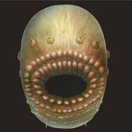 Scientists find 'oldest human ancestor' - BBC News