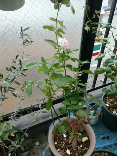 夏の長期不在 バラに水やりできないときの対処法 鉢植え