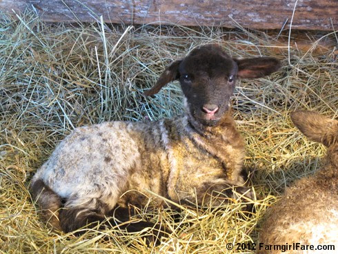 Close up lamb cute 4 - FarmgirlFare.com