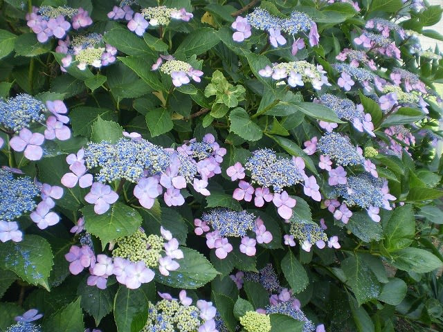 紫陽花の種類 Kennyのブログあれこれ