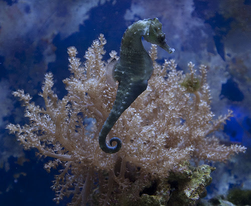 タツノオトシゴの飼育 オオウミウマ 海水魚の種類と釣り方