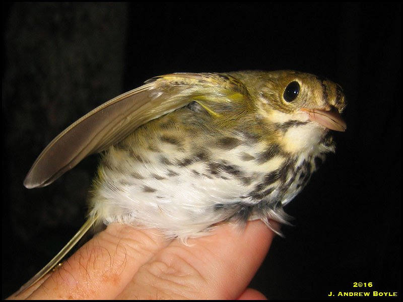 Ovenbird