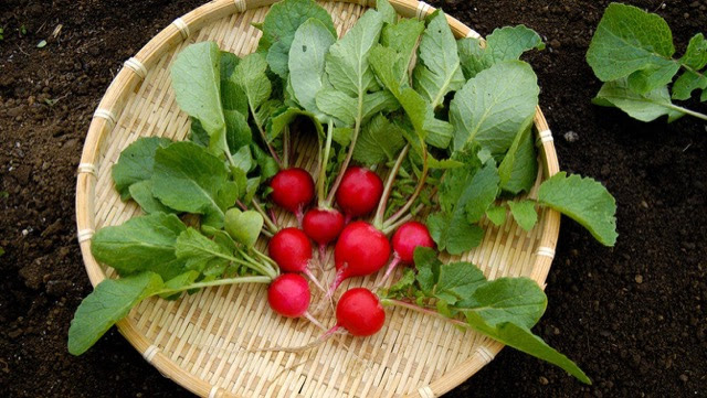 ラディッシュの簡単栽培 プランターで育てて1カ月で収穫 カゴメ株式会社