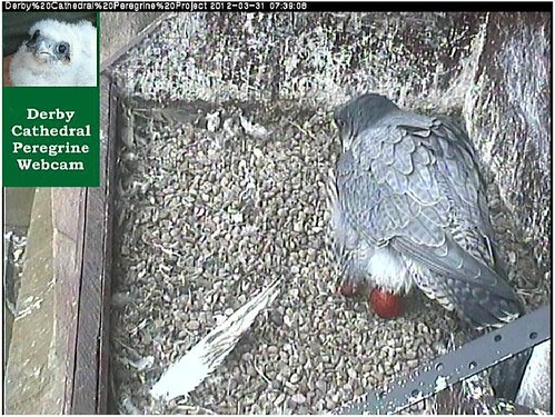 DCPP 2012 (3 103 2012) second egg