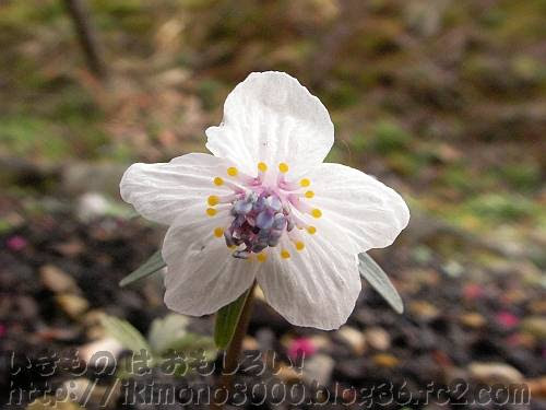 ２月３日の誕生花 節分草 いきもの は おもしろい