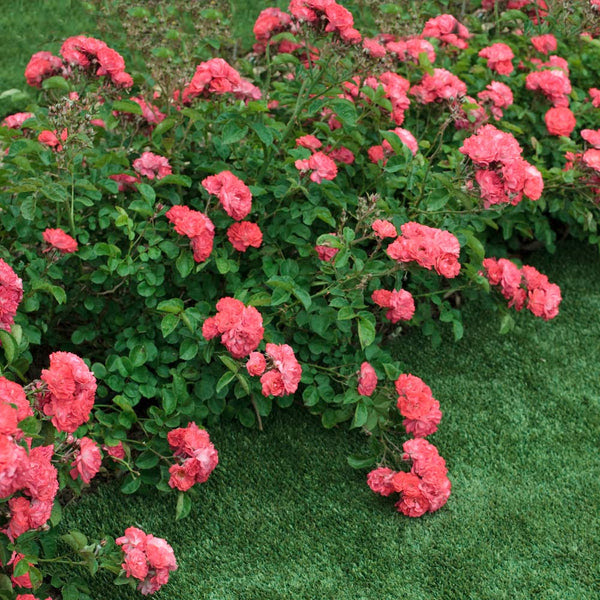 Coral Drift Roses For Sale Fastgrowingtrees Com