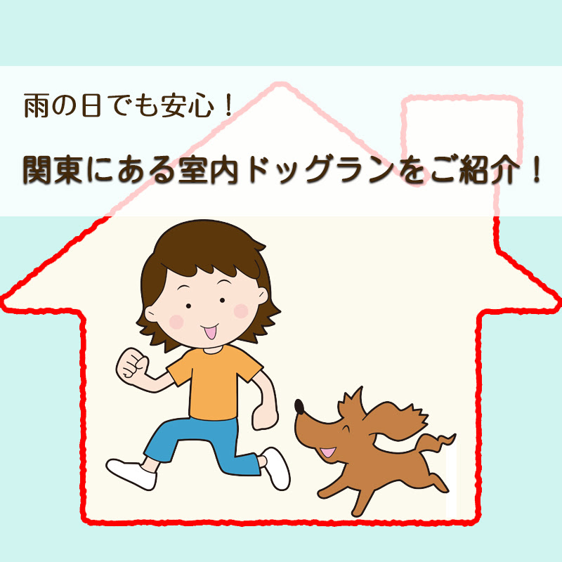 雨の日でも安心 関東にある室内ドッグランをご紹介
