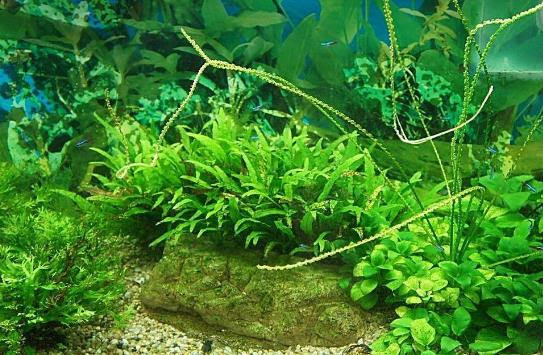 水草是什么 水草的种类和特征