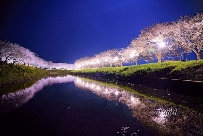 草場川の桜並木ライトアップは穴場 福岡のインスタ映えする花見名所 福岡県 トラベルjp 旅行ガイド