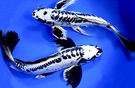 Butterfly Koi - Alchetron, The Free Social Encyclopedia