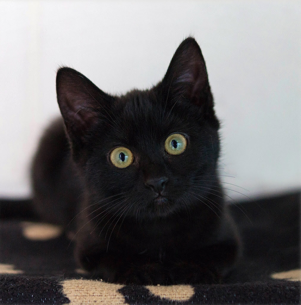 黒猫の画像 原寸画像検索