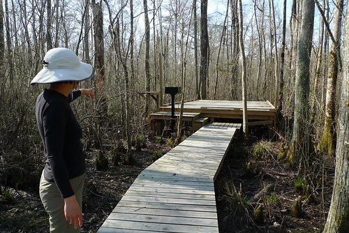 Canoe Camping Platform - Bennett's Creek Paddle Trail - near Gatesville, NC