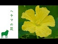 選択した画像 ヘチマ 花 287566-ヘチマ 花が咲かない