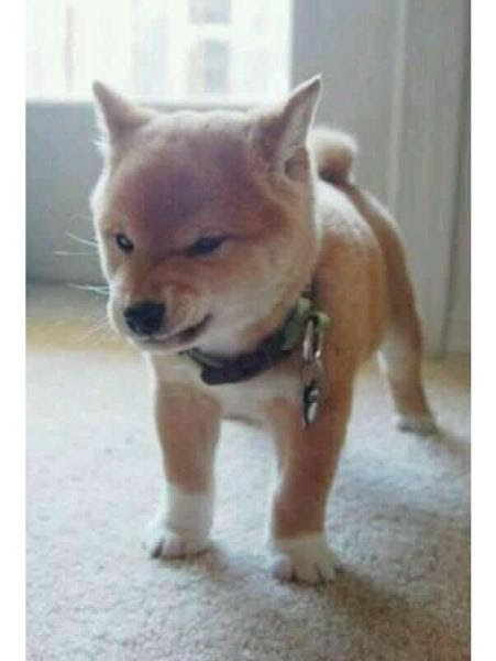 デッサンに何時間かかってねん 犬へのボケ ボケて Bokete