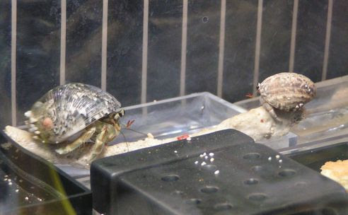 水飲み場にて オカヤドはん オカヤドカリと雑文