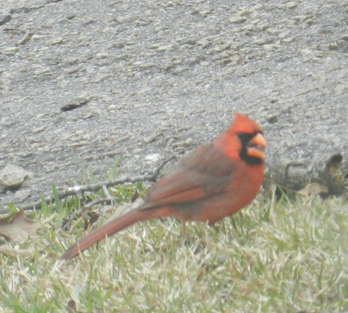 naturenotDSCN5548