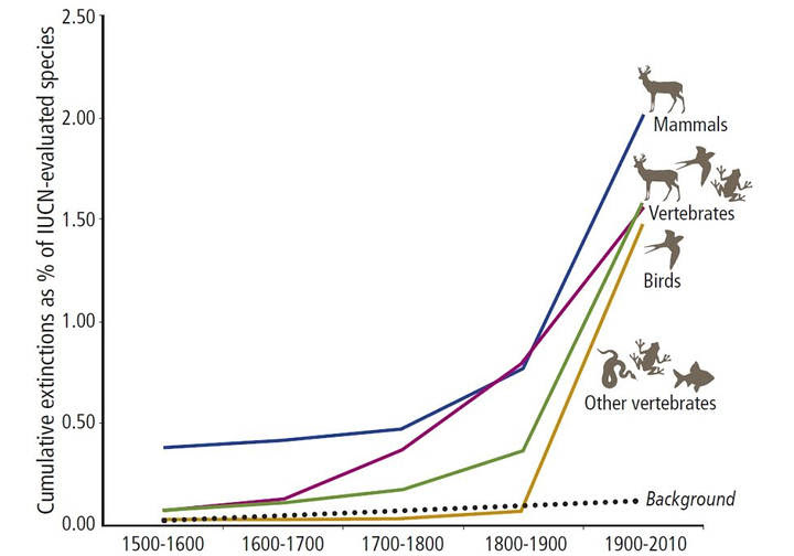 El gráfico muestra el porcentaje acumulado de especies de vertebrados (mamíferos, pájaros, anfibios, peces o reptiles) extinguidas desde 1500. La línea punteada es la tasa natural de extinción. / Ceballos et al.