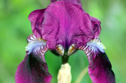 Iris