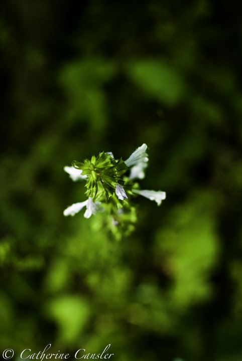DSC_0166