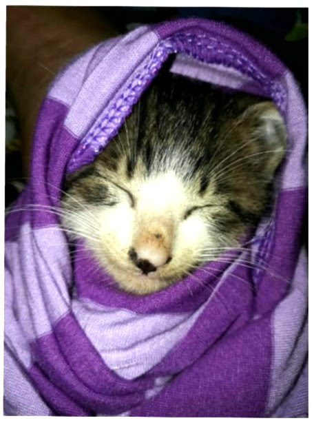Kucing Lucu Berbulu Indah Ini Diberi Nama Jiko, Begini Alasannya 