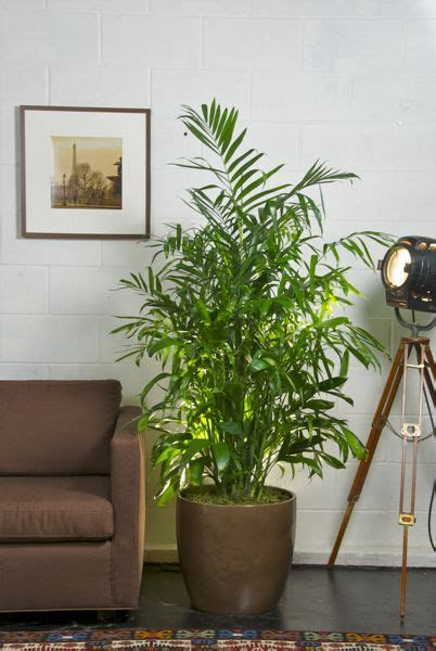 If you are bad at remembering to water your plants, grant thompson has a great hack for you: Bamboo Palm 8" Pot - Hello Hello Plants & Garden Supplies
