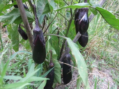 ナス 大きくならないのは