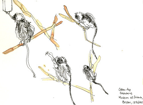 Cotton-top tamarins, Museum of Science, Boston, MA