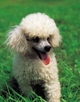 How to Potty Train a Poodle Puppy