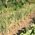 How Many 30 Foot Garden Beds Can One Person Do By Hand In One Day