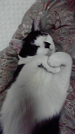 フィール ヤング いくえみ綾 インタビュー