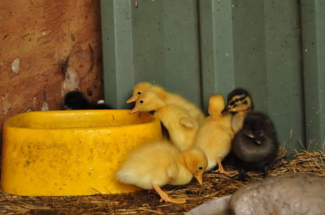 ducklings