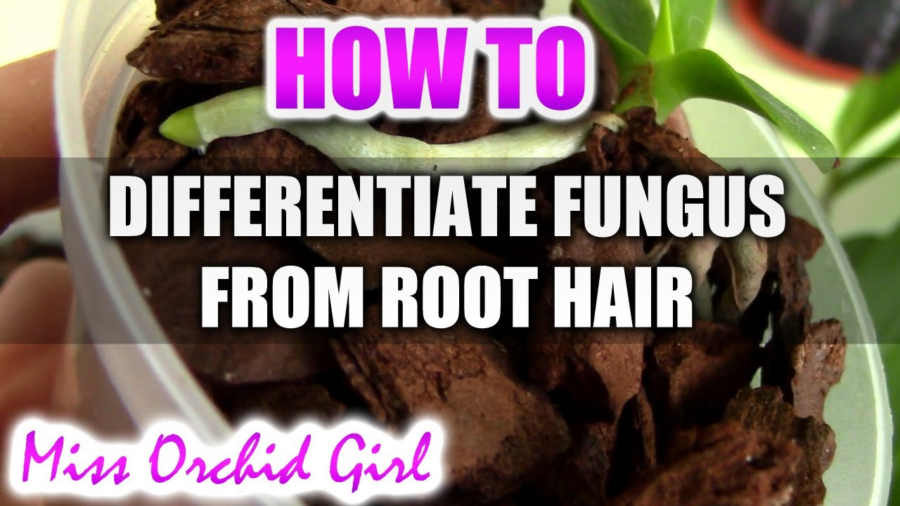 clean.com fungus mold hair from or How white fungus to root differentiate clean.com fungus mold hair from or How white fungus to root differentiate