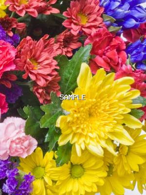スマホ向け無料花の待ち受け画像 Mobile Flower Pot 画像表示