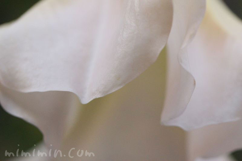 キダチチョウセンアサガオ エンジェルトランペット の花の写真 花言葉 みみみんブログ