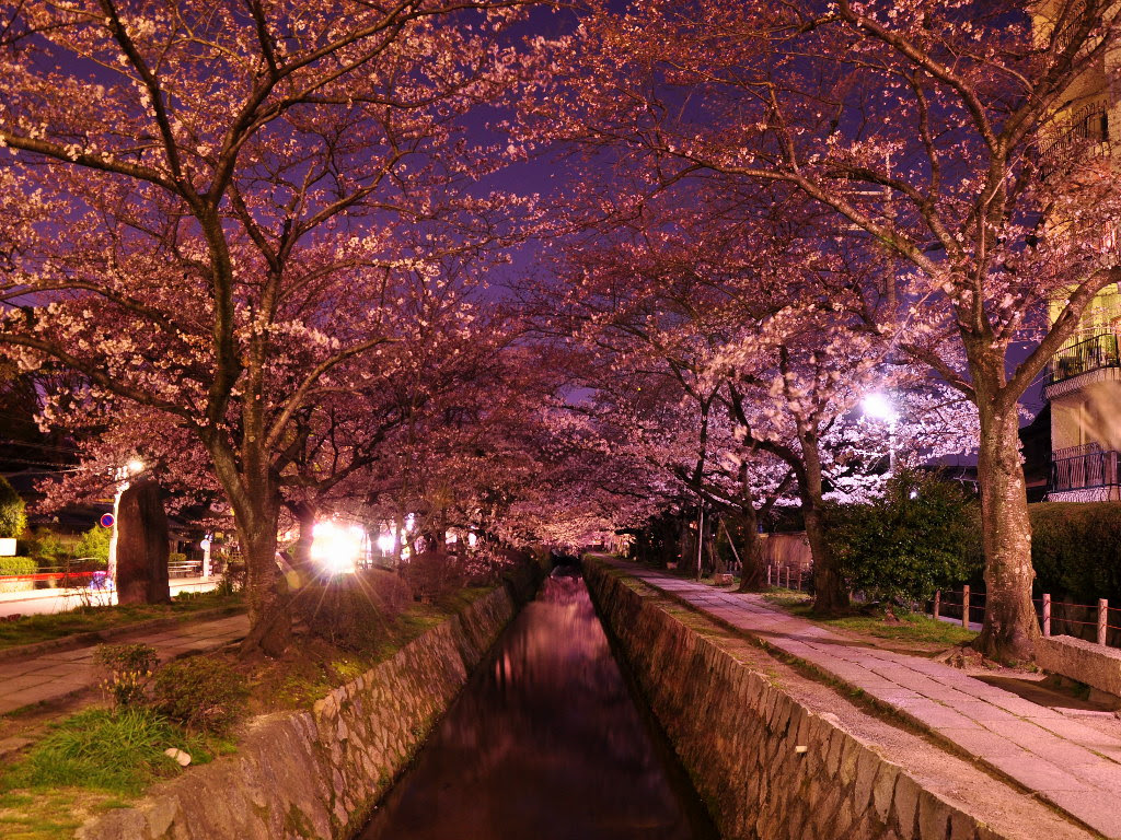 京都の桜 壁紙写真