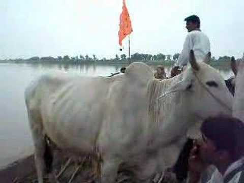 River Ravi